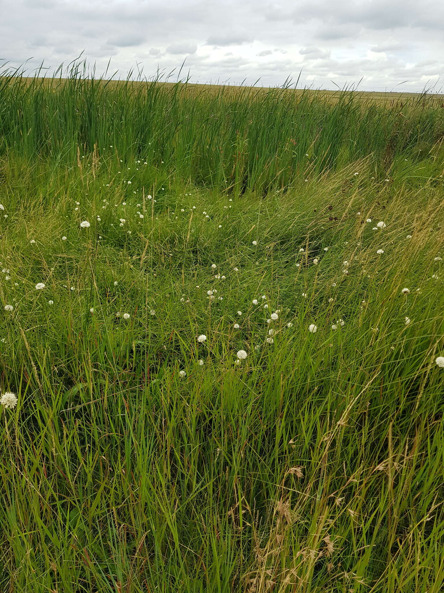 Image of Mock scabious