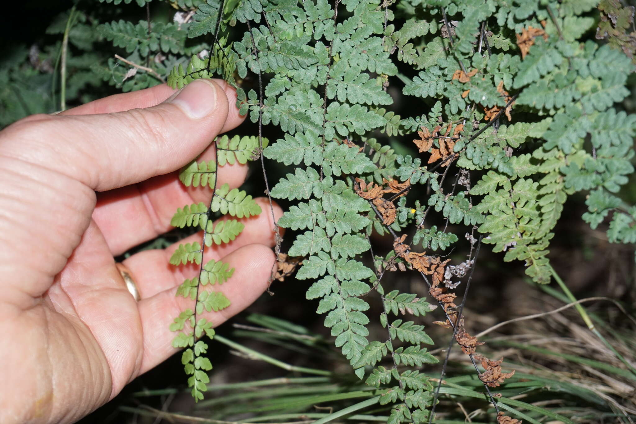 Myriopteris alabamensis (Buckley) Grusz & Windham resmi