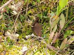 Image of Lapland Ringlet