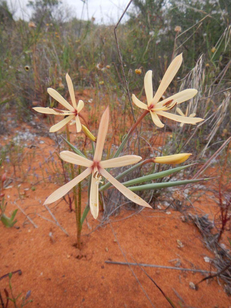 Image of Geissorhiza exscapa (Thunb.) Goldblatt