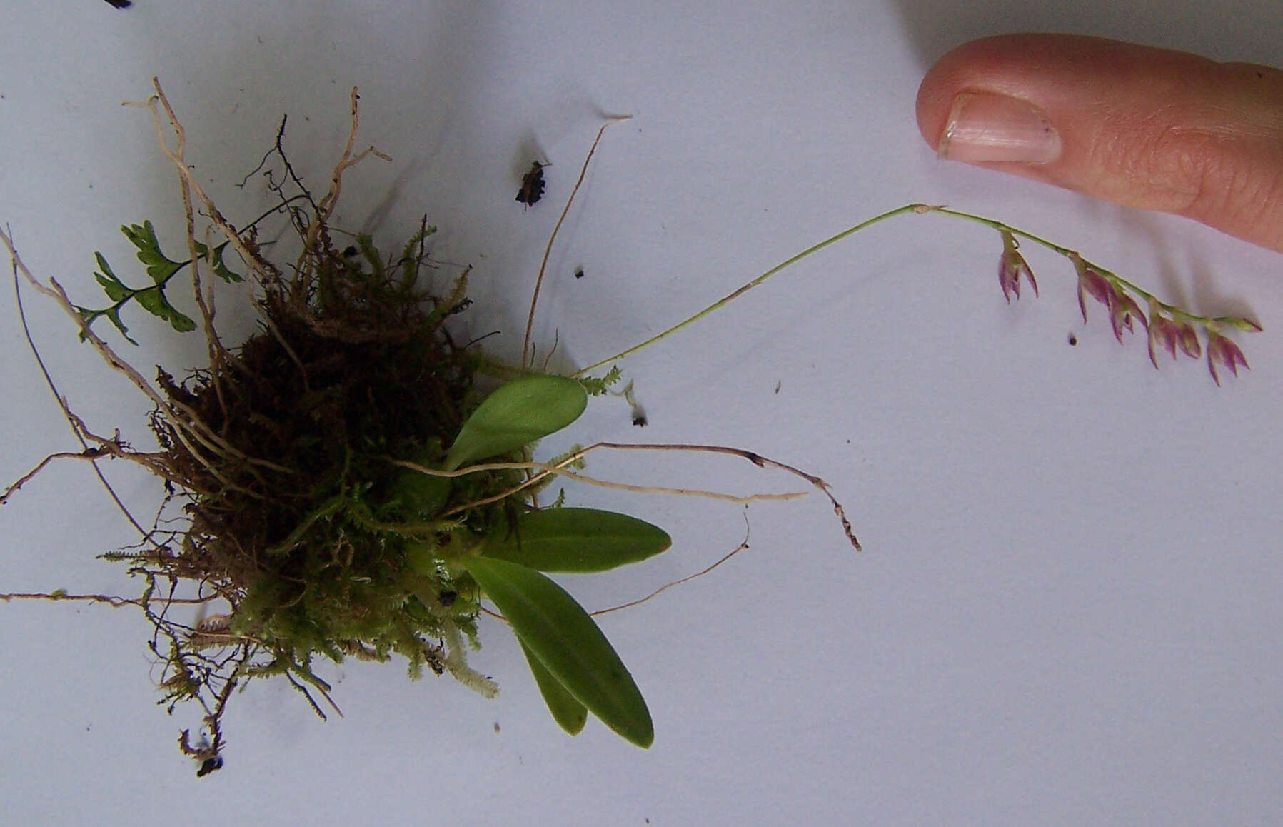 Bulbophyllum intertextum Lindl.的圖片