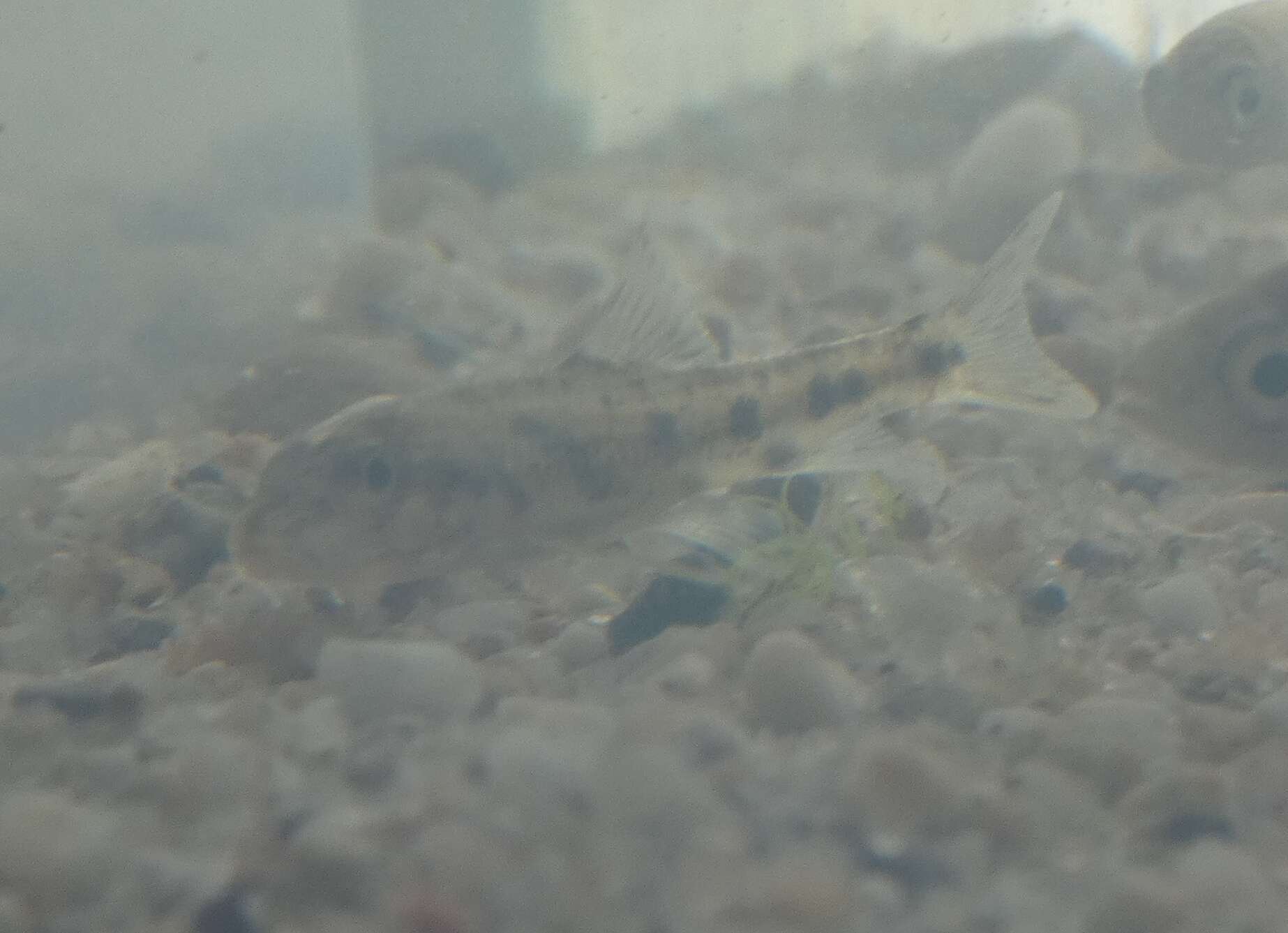 Image of Iberian gudgeon