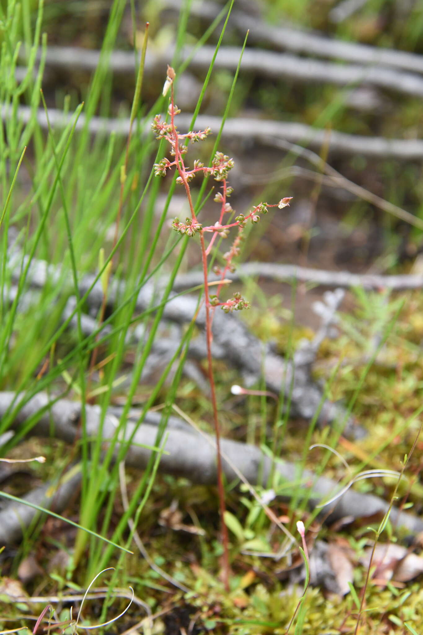 Micranthes foliolosa (R. Br.) Gornall resmi