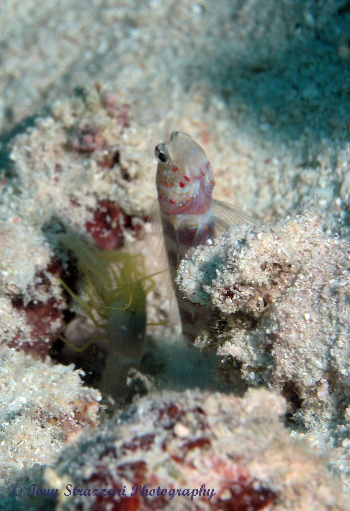 Image of Gorgeous prawn goby