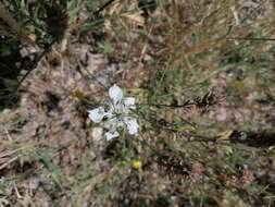 Nigella arvensis L. resmi