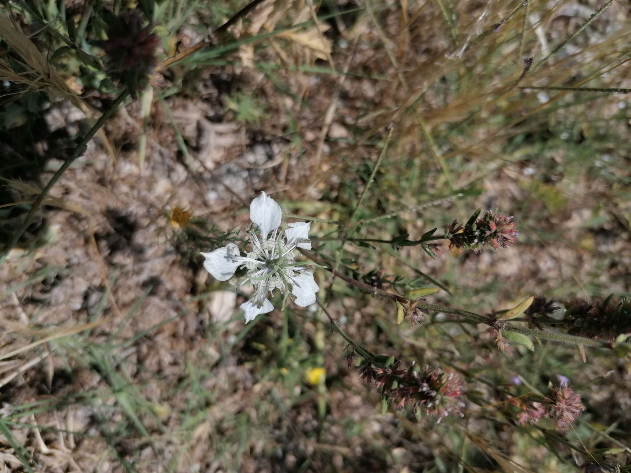 Nigella arvensis L. resmi