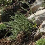 Image of Astragalus pinetorum Boiss.