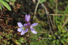 Image of Gentianella corymbosa (Kunth) Weaver & Rudenberg