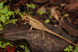 Image of Hispaniolan hopping anole