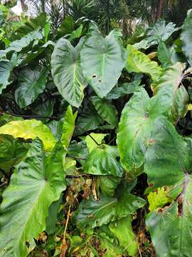 Imagem de Colocasia fontanesii Schott