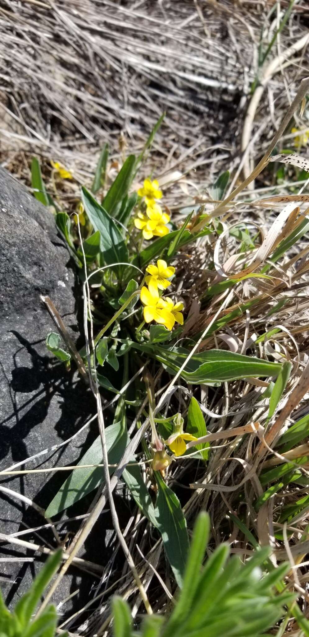 Image of Nuttall's violet