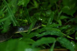 Image of Red-sided Keelback Water Snake