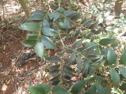 Image of Asian bayberry