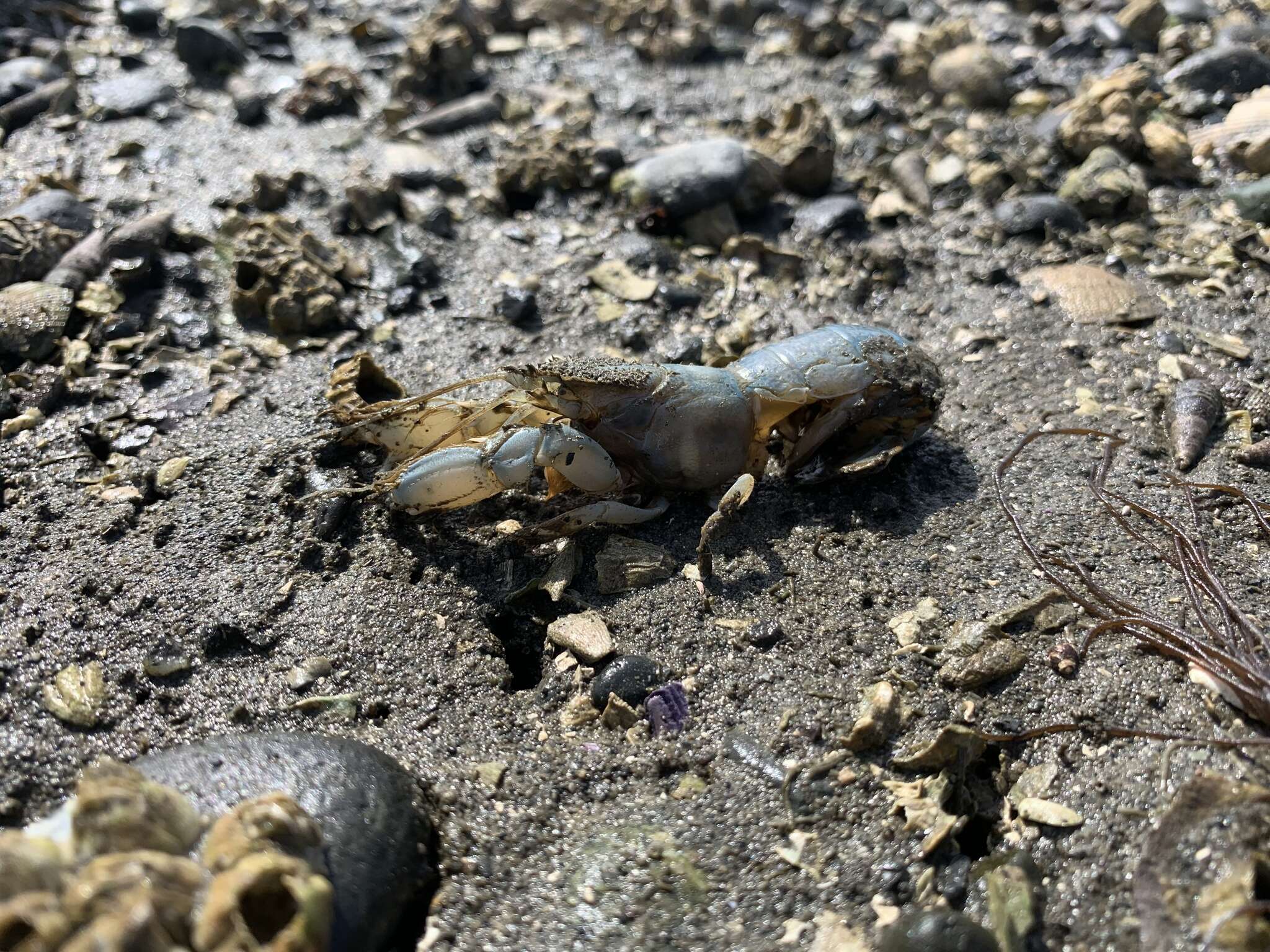 Image of Puget Sound ghost crab