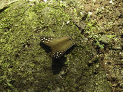 Image of Dappled Daggerwing