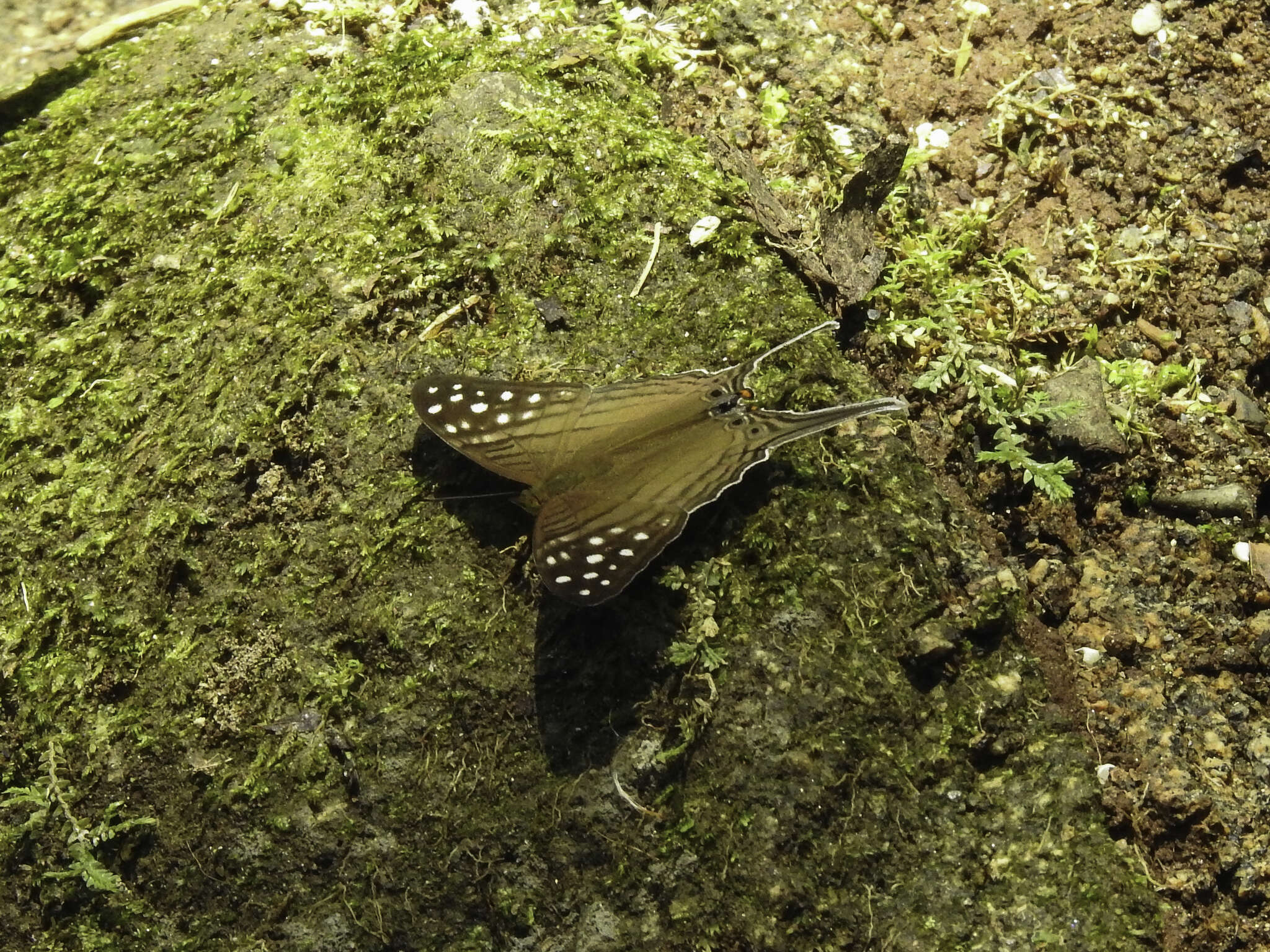 Image of Dappled Daggerwing