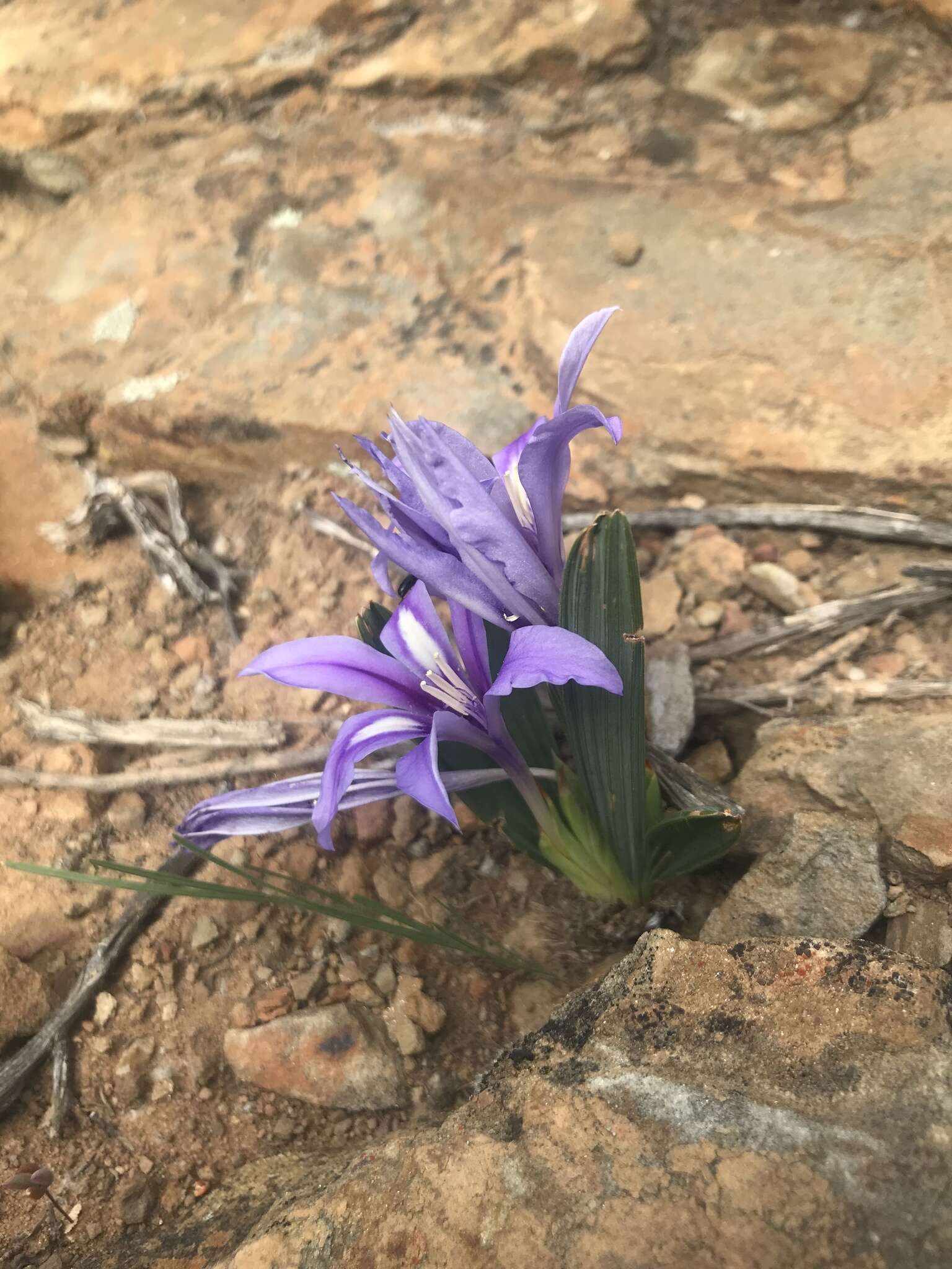 Image of Babiana cuneata J. C. Manning & Goldblatt