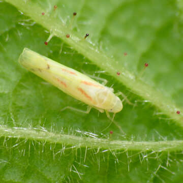 Image of Blackberry Leafhopper