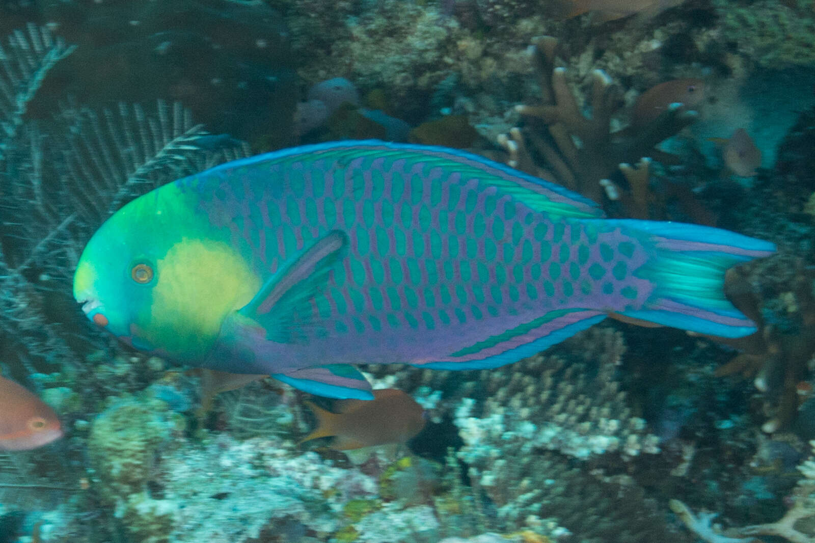 Image of Greensnout parrotfish