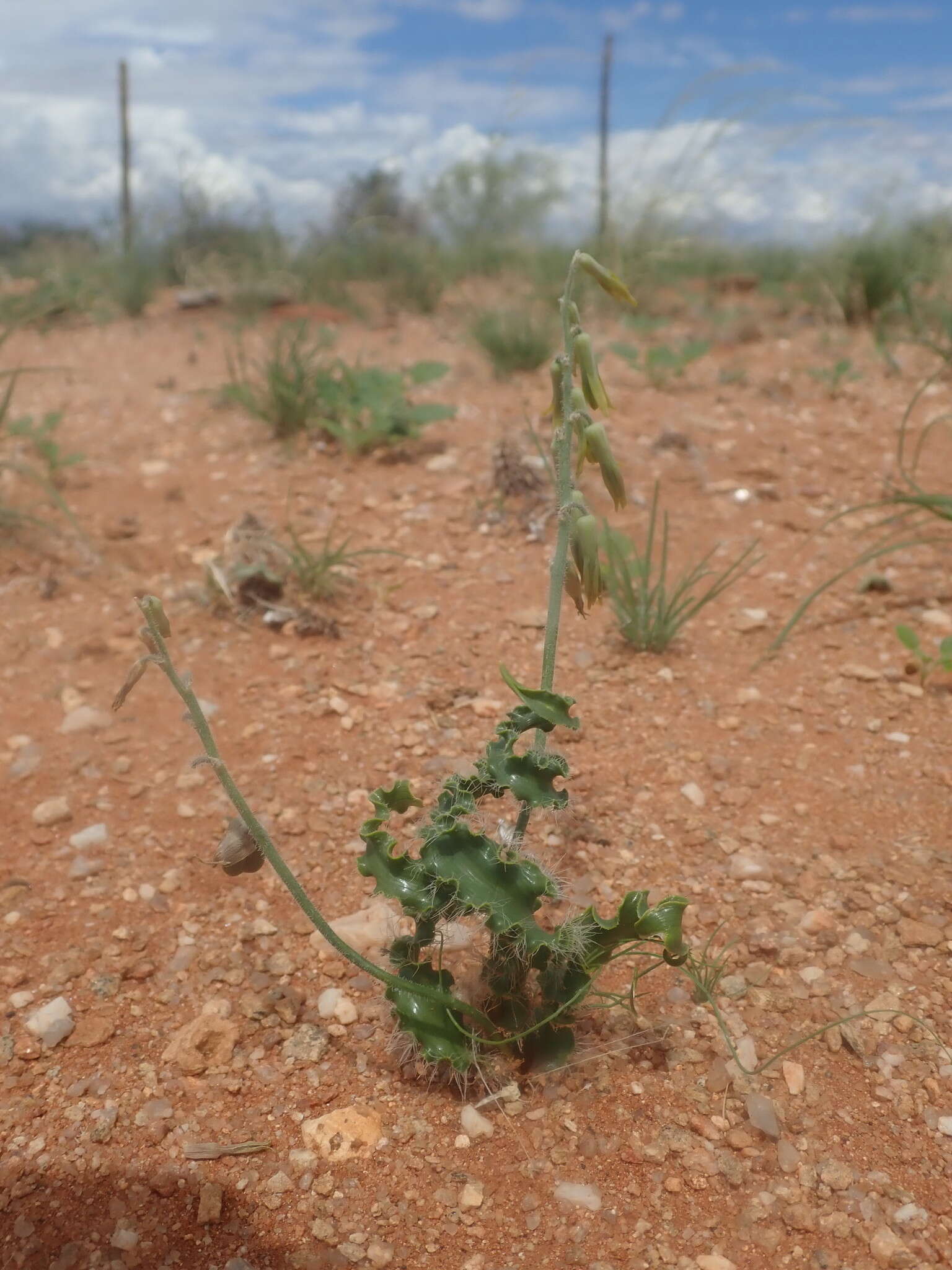 Plancia ëd Dipcadi crispum Baker