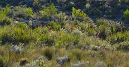 Sivun <i>Leucospermum <i>reflexum</i></i> var. reflexum kuva