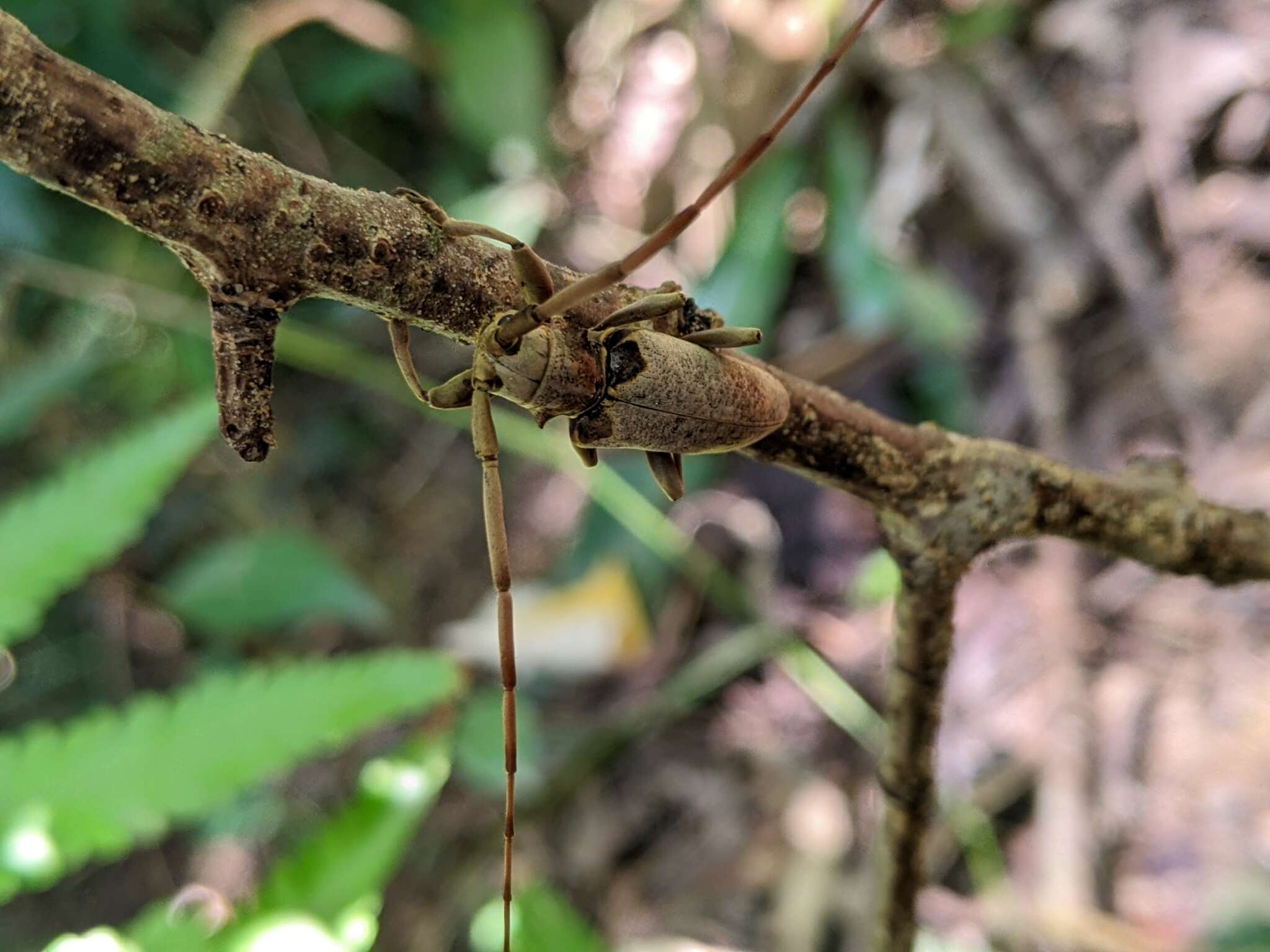 Image of Acalolepta sublusca maculihumera (Matsushita 1933)