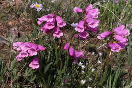 Plancia ëd Penstemon hallii A. Gray