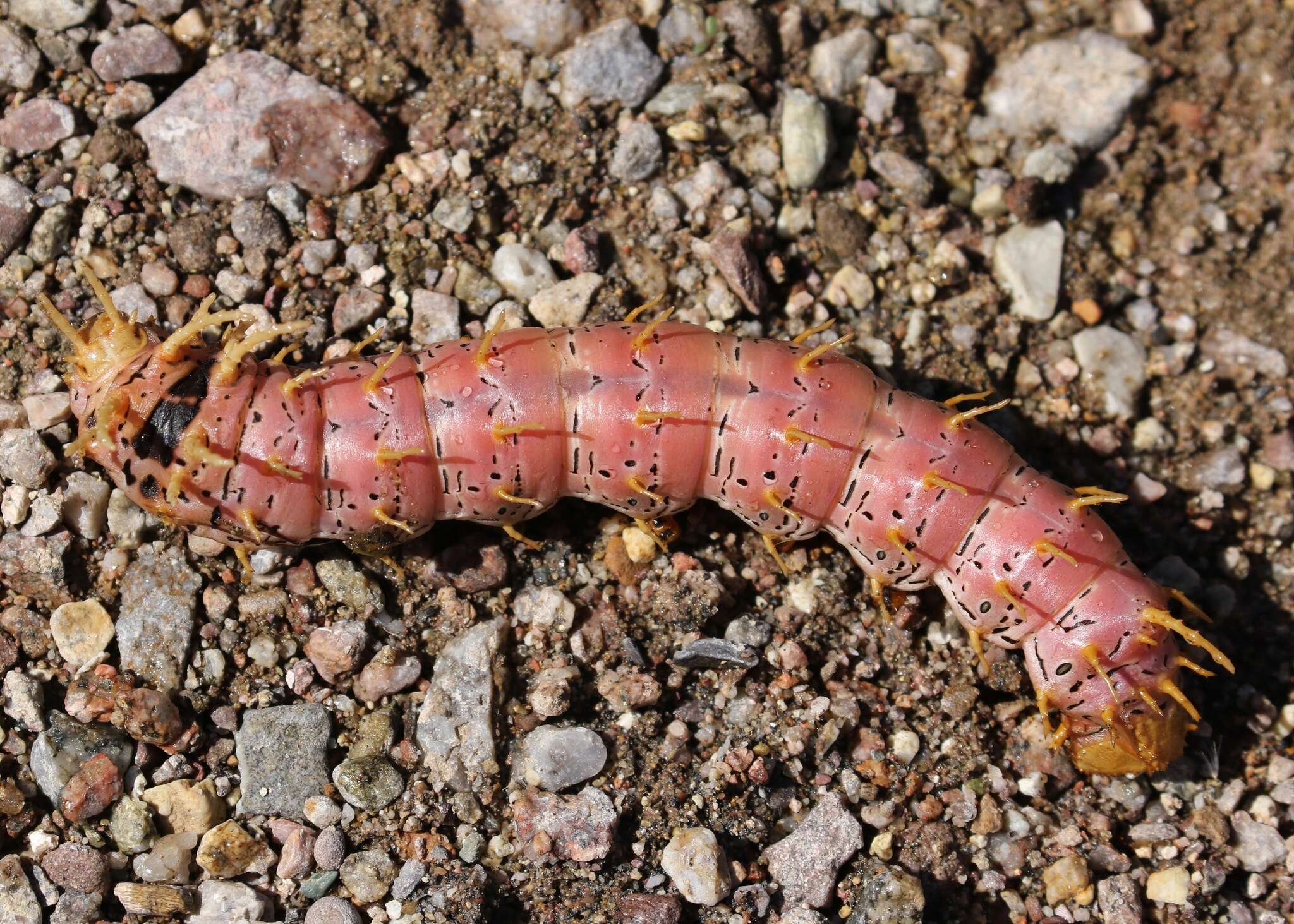 Image of Citheronia splendens sinaloensis Hoffmann 1942