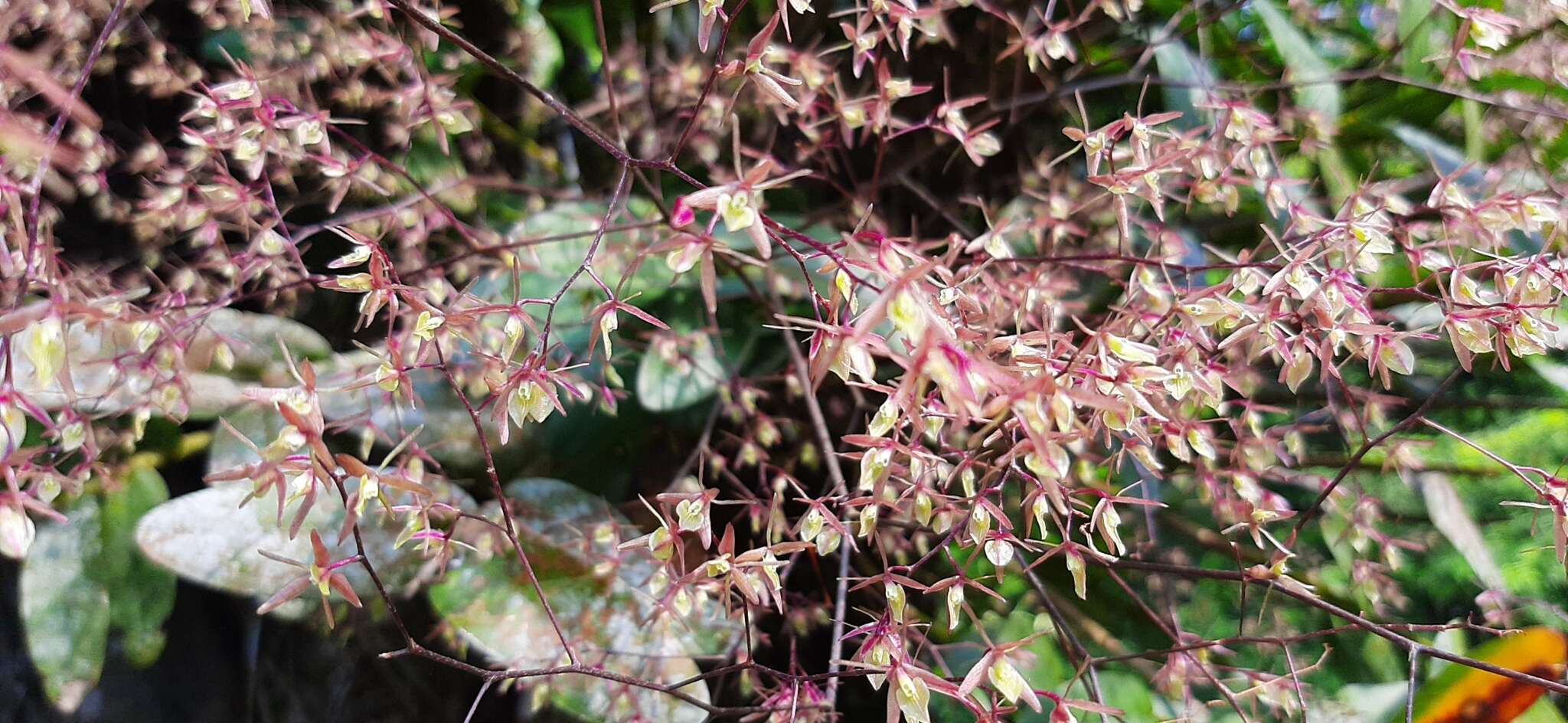 Sivun Epidendrum diffusum Sw. kuva