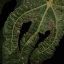 Image of <i>Aceria ficus</i>