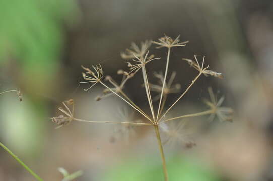 Image of greater burnet-saxifrage