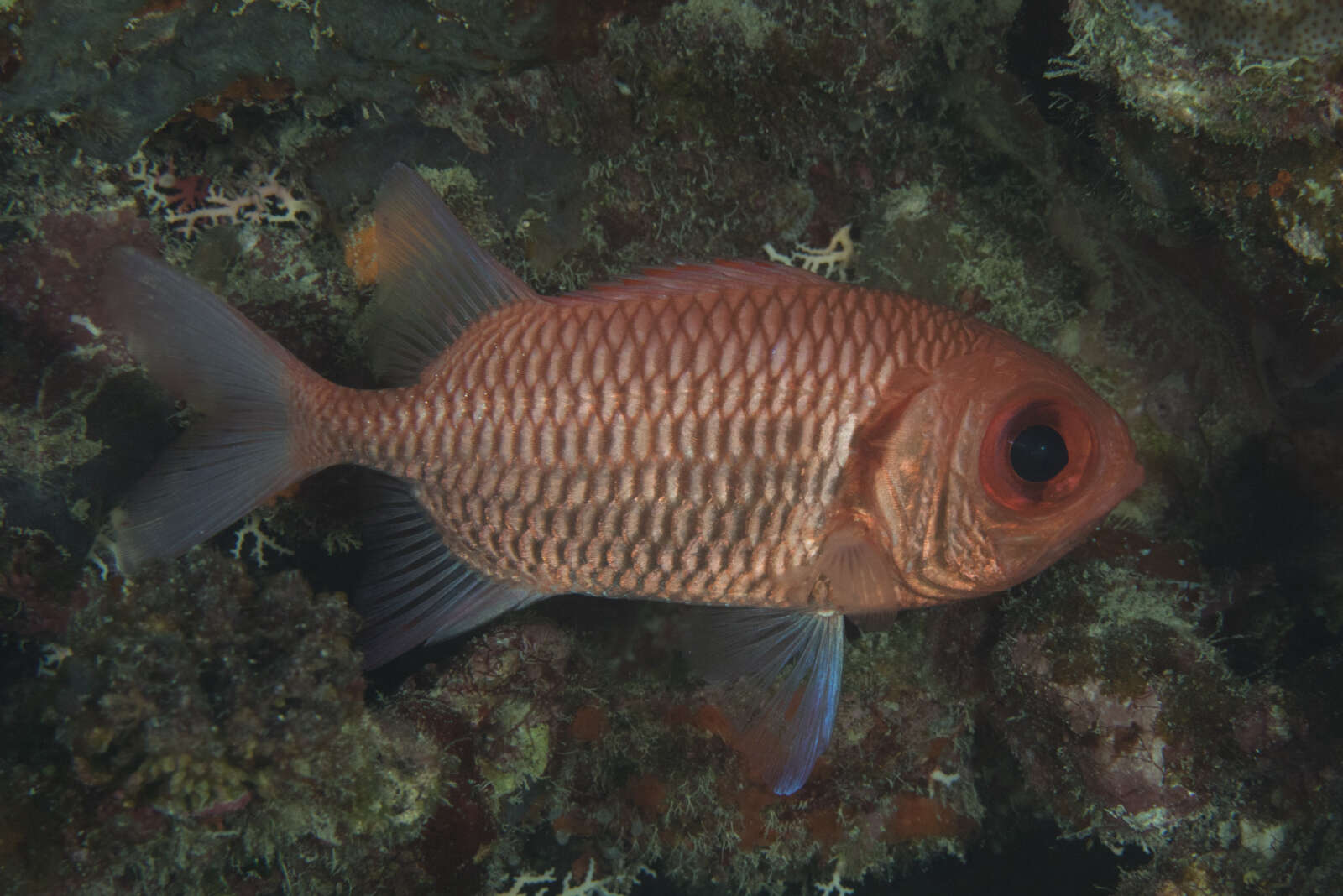 Image of Blacktip Soldierfish