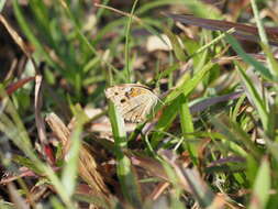 Image de Junonia orithya wallacei Distant 1883