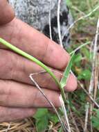 Image of Calochortus marcellae G. L. Nesom