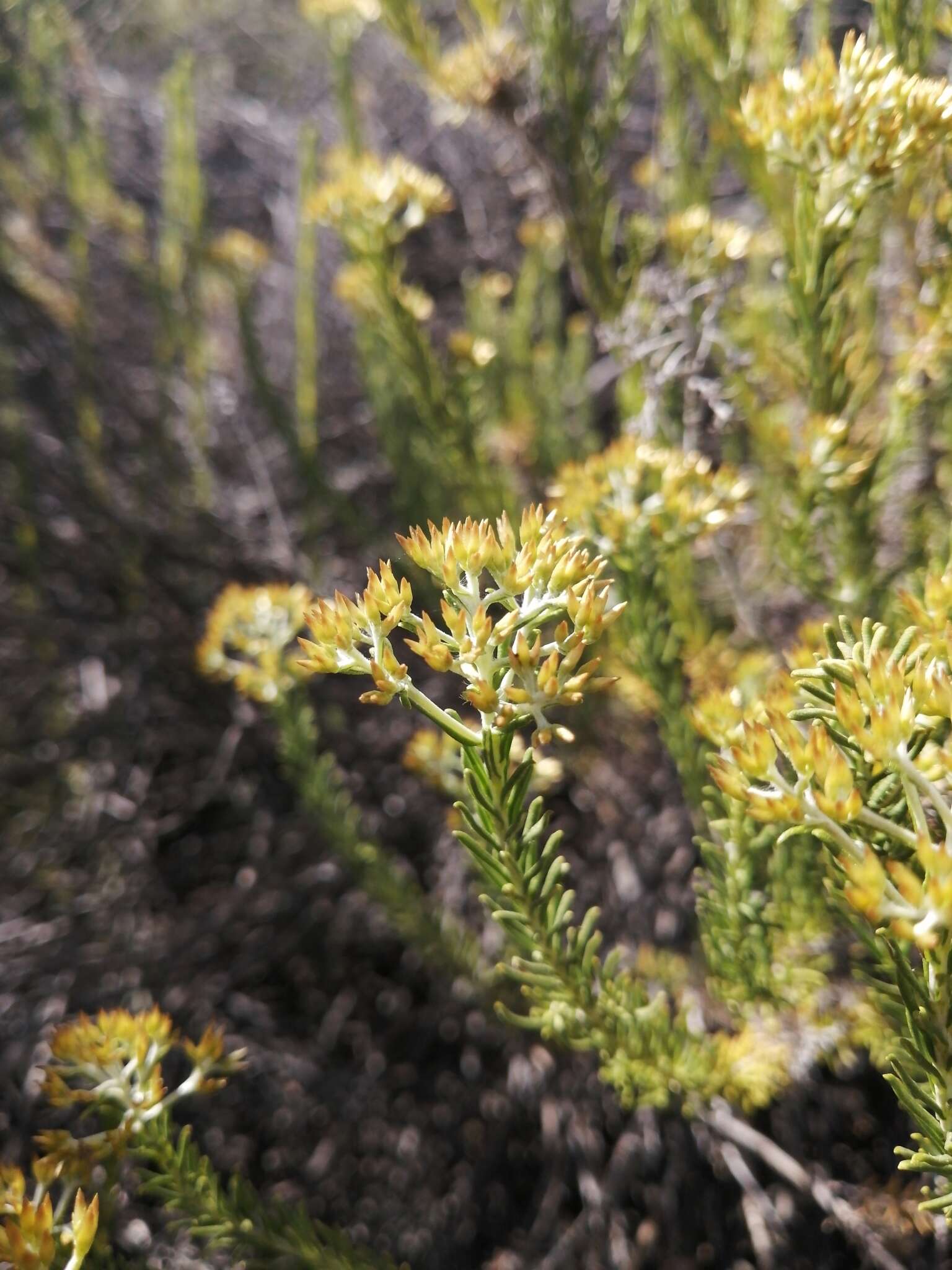 Imagem de Helichrysum hamulosum DC.