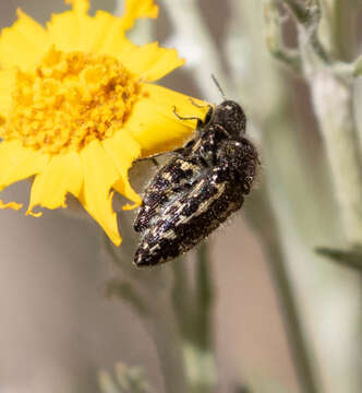 Image of Acmaeodera connexa Le Conte 1859