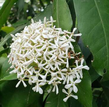 Image of Ixora finlaysoniana Wall. ex G. Don