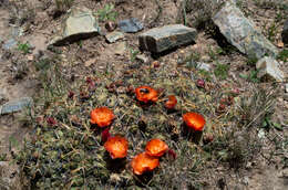 Image of Cumulopuntia rossiana (Heinrich & Backeb.) F. Ritter