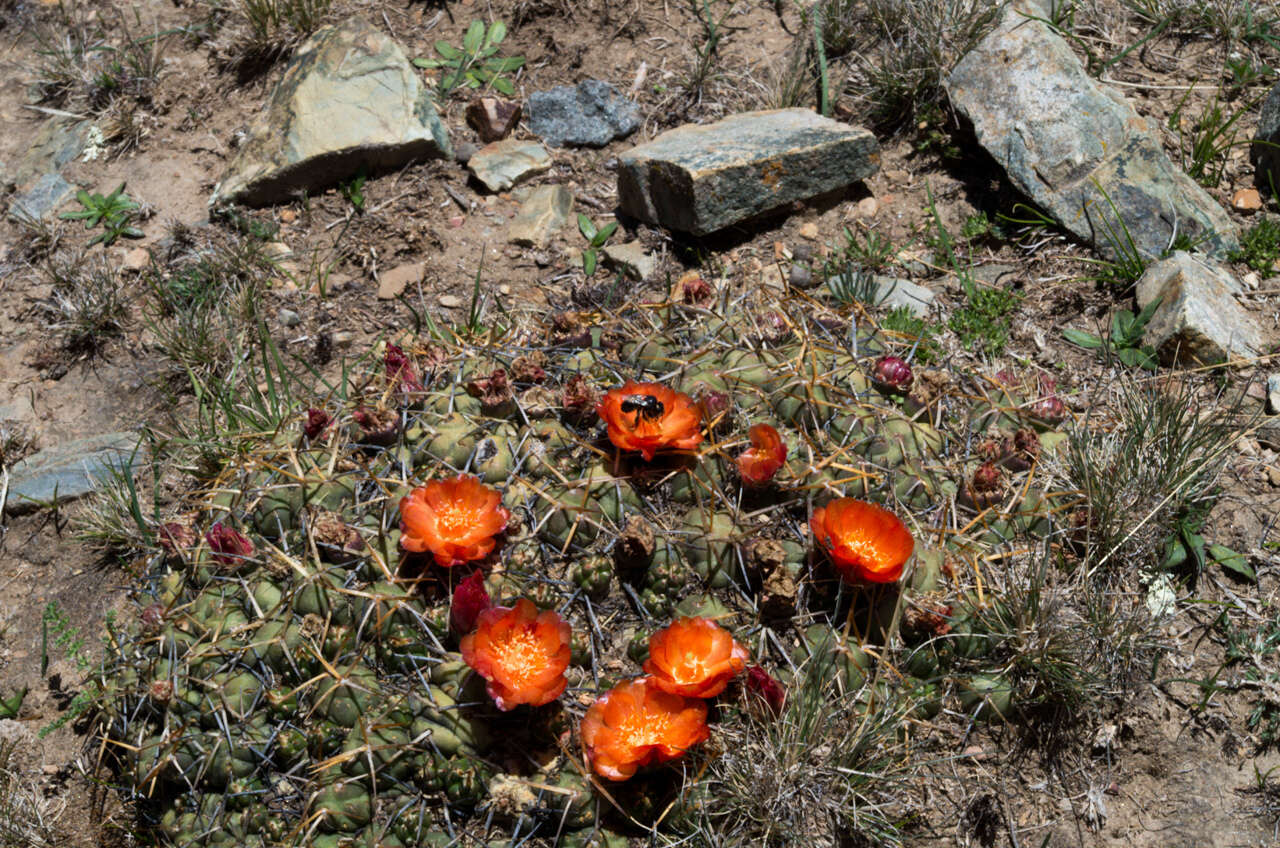 Image of Cumulopuntia rossiana (Heinrich & Backeb.) F. Ritter