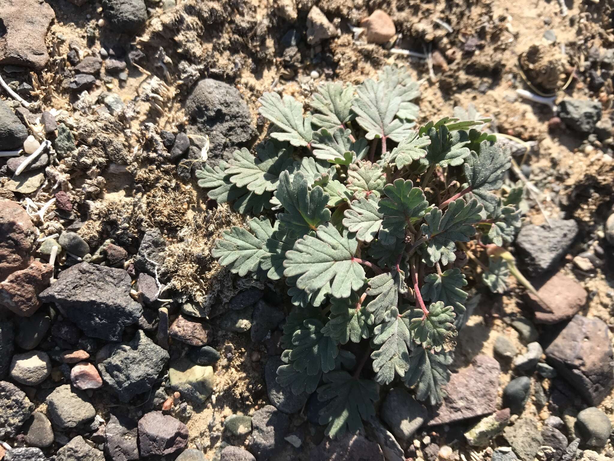 Image of Erodium tibetanum Edgew. & Hook. fil.