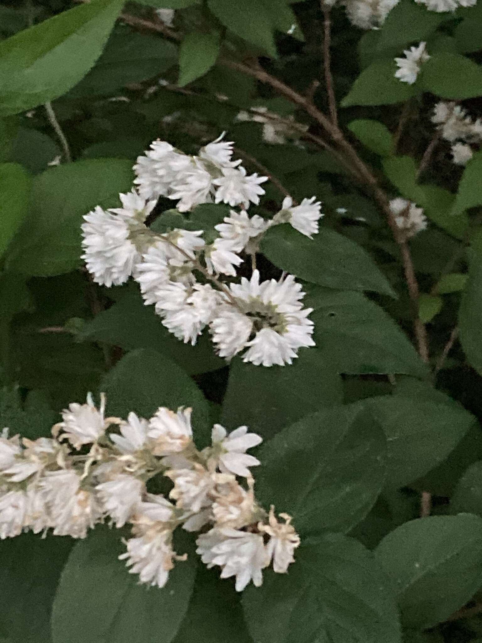 Image of fuzzy pride-of-Rochester