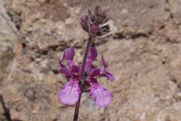 Imagem de Stachys grandidentata Lindl.