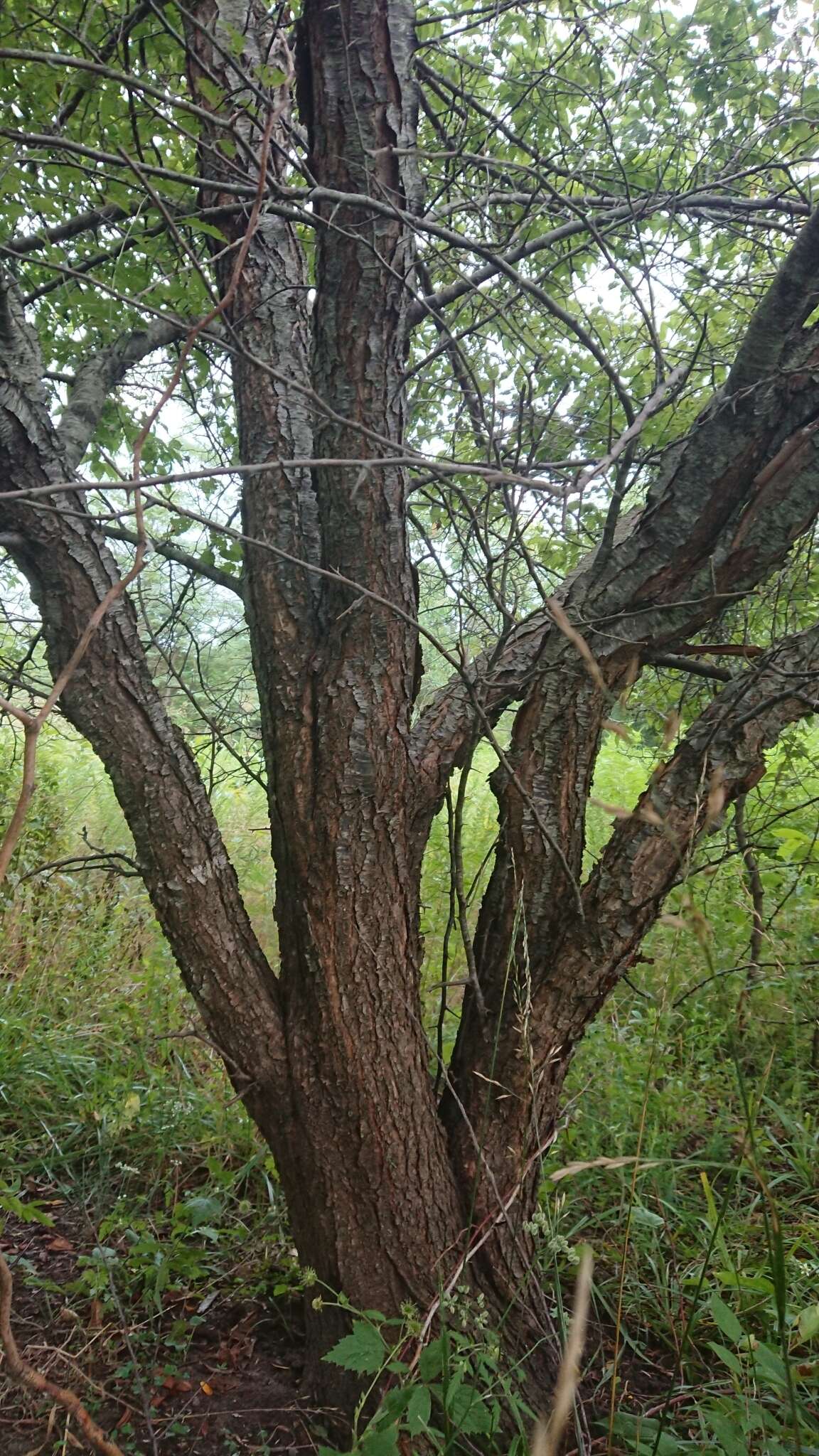 Plancia ëd Prunus munsoniana W. F. Wight & Hedrick