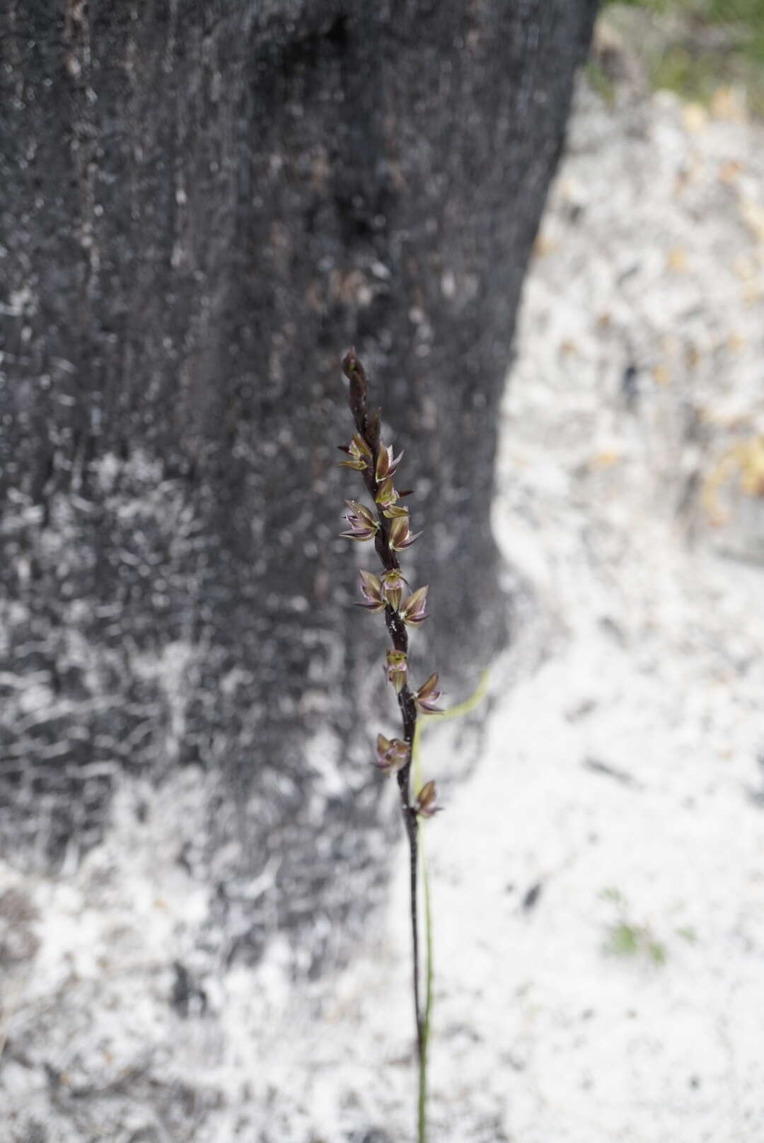 Image of Dark leek orchid