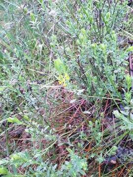 Image of Pimelea curviflora R. Br.