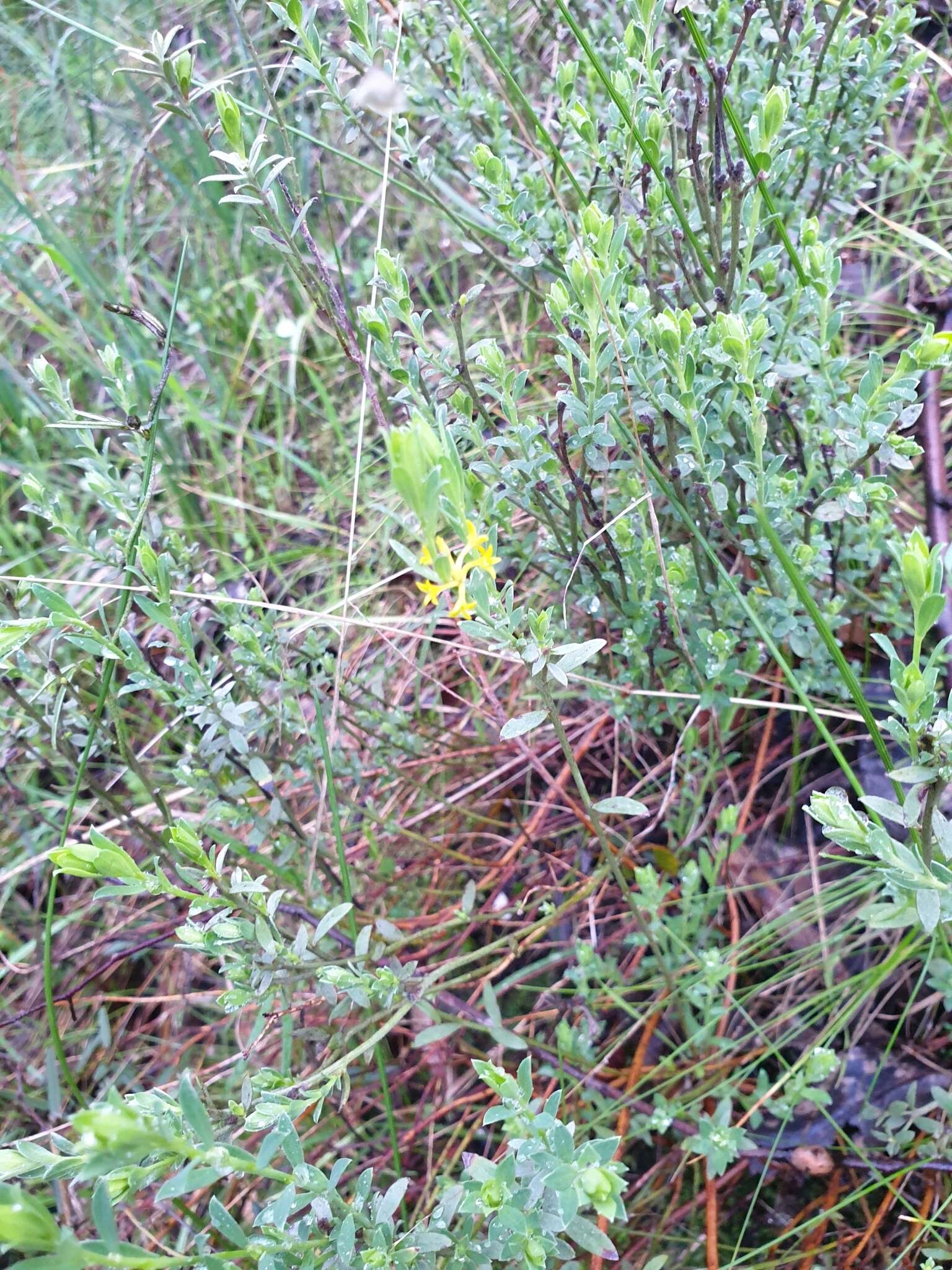 Image of Pimelea curviflora R. Br.