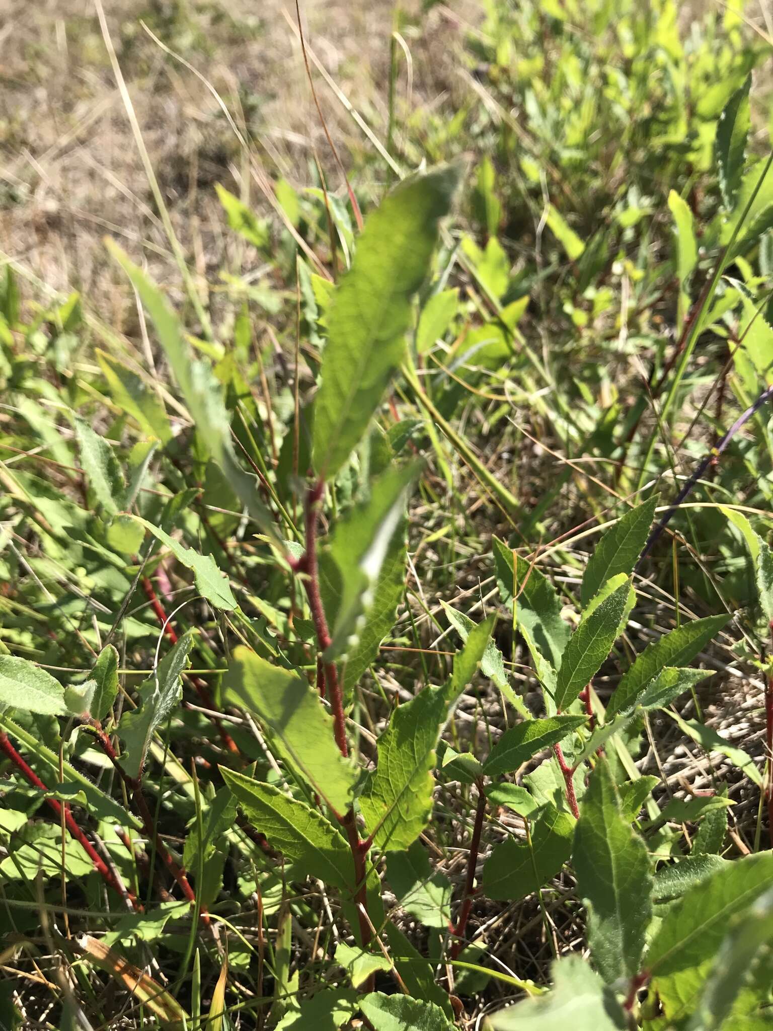 Imagem de Prunus emarginata var. mollis (Dougl.) Brewer