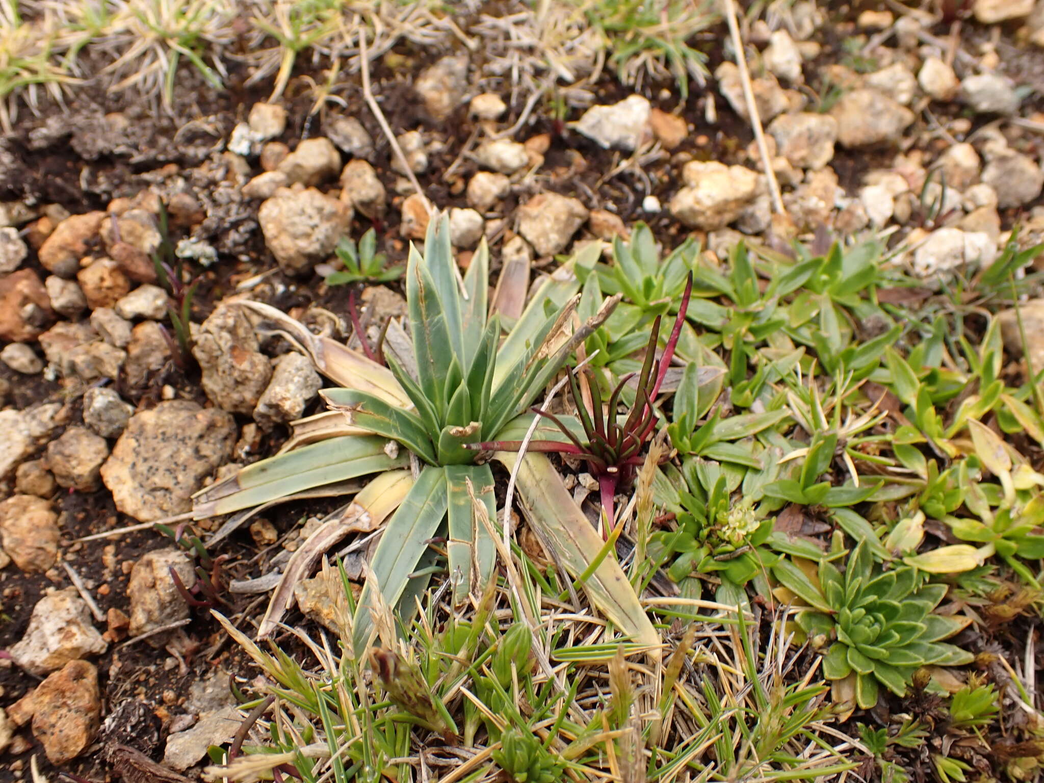 Imagem de Lysipomia multiflora McVaugh