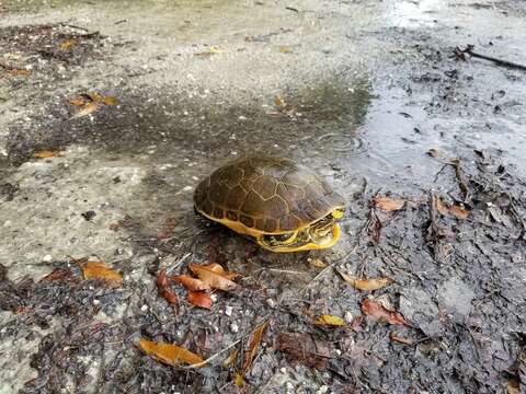 Imagem de Deirochelys reticularia chrysea Schwartz 1956