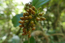 Image of Piper pachyphyllum Baker